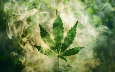 420 origine : D’ou vient cette légende pour les consommateurs de cannabis !